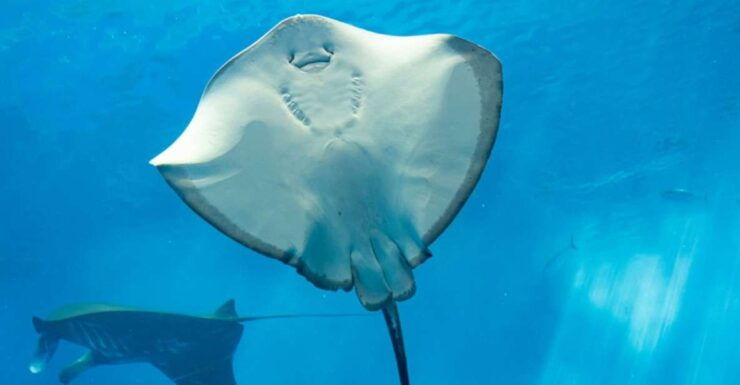 Sharm El Sheikh: Glass Bottom Boat Tour & Private Transfer - Experience Highlights