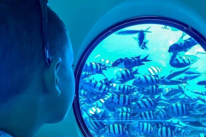 Sharm El Sheikh Half-Day Semi-Submarine Tour with Transfers - How to judge the price