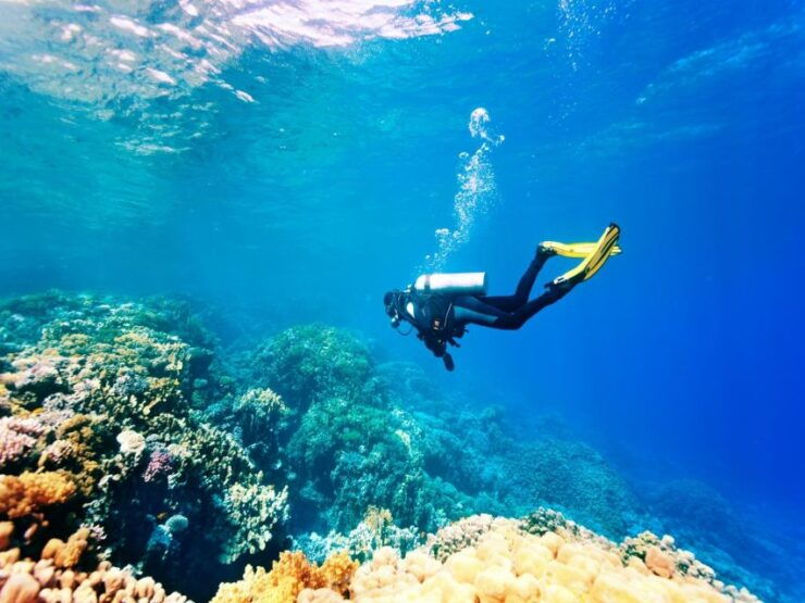 Sharm El Sheikh: Ras Mohamed, White Island, Snorkel & Diving - Highlights of the Activity