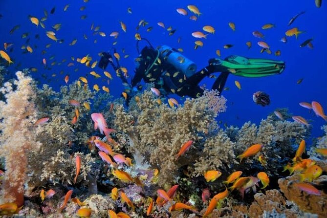 Sharm El Sheikh: Ras Mohammed and White Island VIP Boat Sea Trip - What To Expect