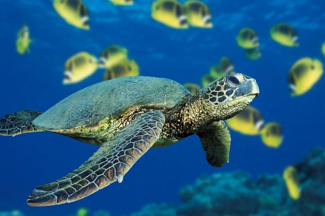 Sharm El Sheikh Relax Accommodation 8 Days - 7 Nights - Activity Information