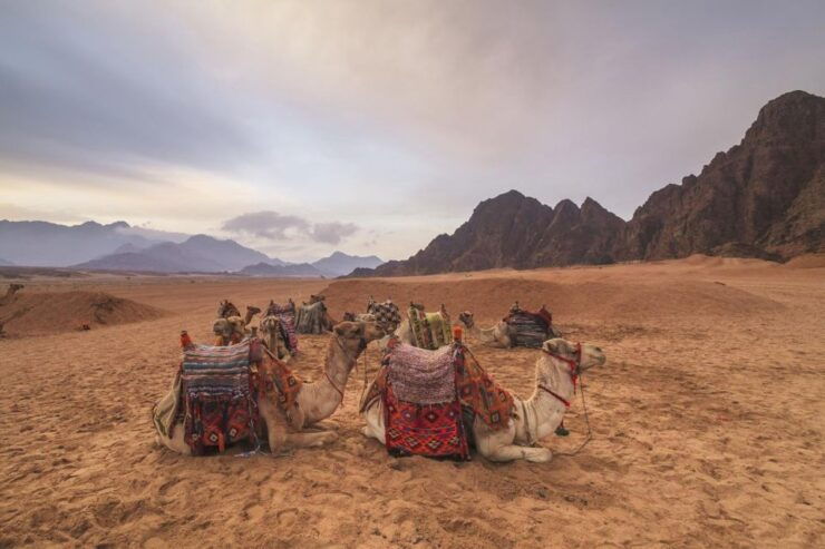 Sharm El Sheikh: Sunrise or Sunset ATV Quad Adventure - Tour Booking Details