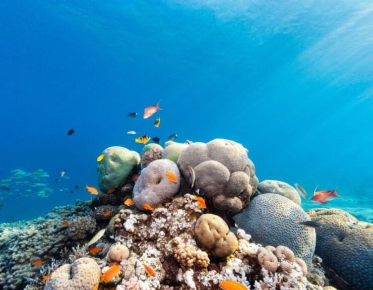 Sharm El Sheikh: Tiran Island Boat Trip W Private Transfers - Activity Highlights