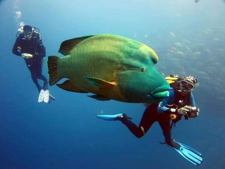 Sharm: Ras Mohamed Diving Boat Trip With Private Transfers - Activity Details