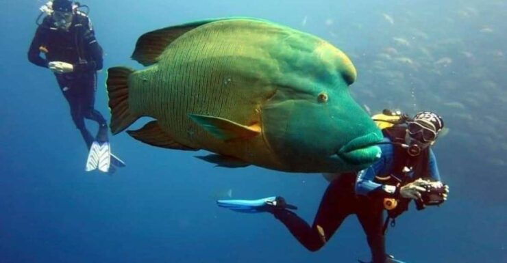 Sharm: Ras Mohamed Diving Boat Trip With Private Transfers - Experience Highlights