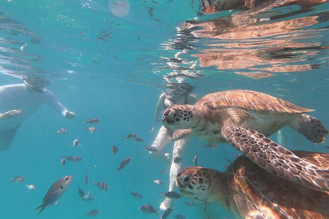 Shasa Catamaran Cruises Limited Numbers 3 Hour Sail and Snorkel - Good To Know