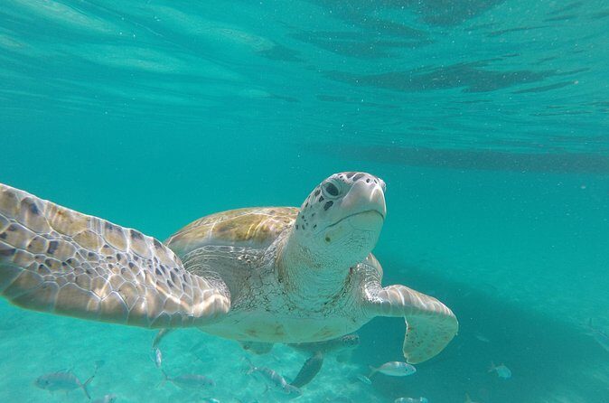 Shasa Catamaran Cruises Limited Numbers 3 Hour Sail and Snorkel - The Sum Up