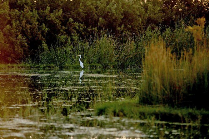 Shaumari Reserve and Azraq Wetland Private Full Day Tour From Amman - Visitor Reviews and Recommendations