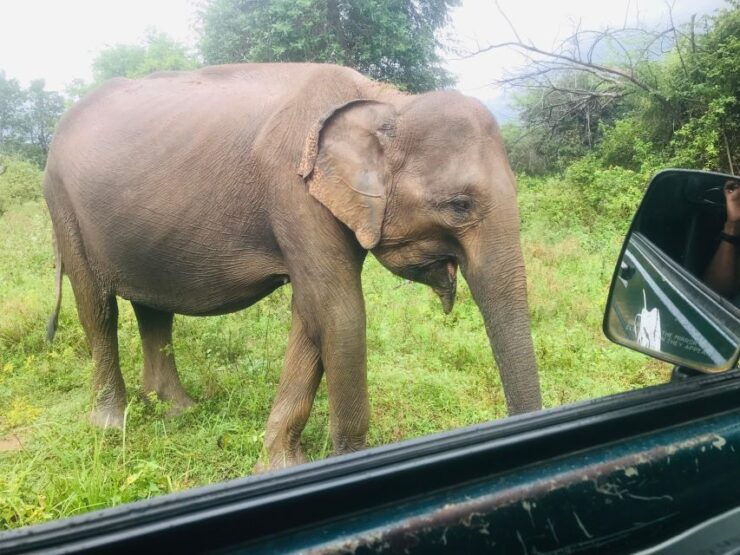 She Is Going on a Udawalawe Safari - Transportation and Guides