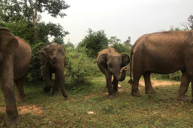 She Is Going to Udawalawe Safari (Safari Jeep Free) - Insider Tips for the Safari