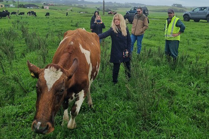 Sheep & Beef Working Farm Private Tour - Good To Know