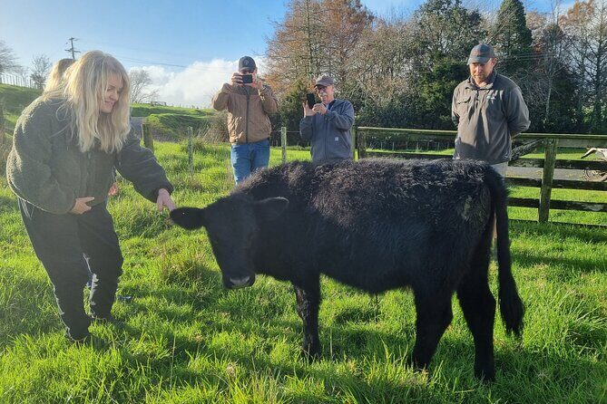 Sheep & Beef Working Farm Private Tour - Practical Insights from Reviews