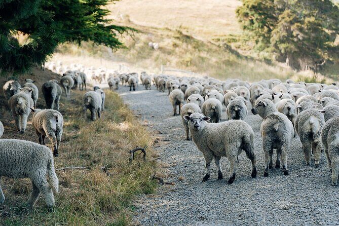 Sheep Farm Day Trip from Christchurch + Lunch and Winery visit. - FAQ