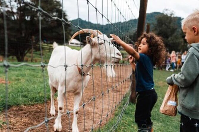 Sheep World and West Auckland Discovery Small Group Day Tour - FAQ