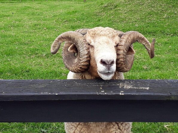 Sheep World Country Tour From Auckland - Common Questions