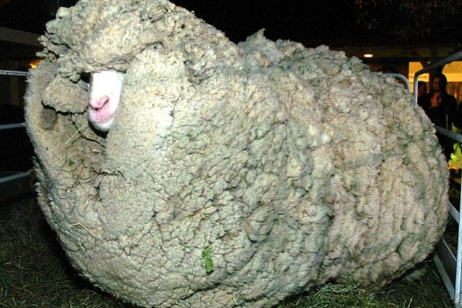 Sheep World Country Tour From Auckland - The Sum Up