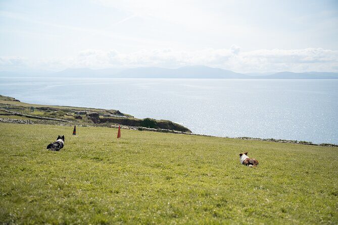 Sheepdog Demonstrions, Pet Lambs and Beehive Huts - Final Thoughts