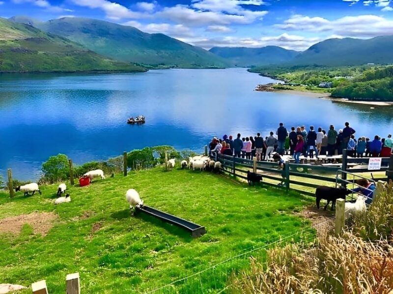 Sheepdog herding demo on working sheep farm. Galway. Guided. - A Closer Look at the Experience