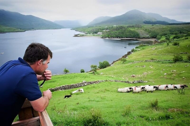 Sheepdog herding demo on working sheep farm. Galway. Guided. - Who Should Consider This Tour?