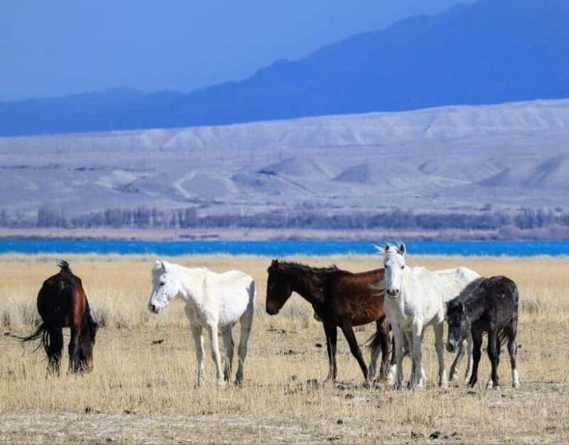 Shell beach Turtle head and Kok-Moinok canyons - In-Depth Look at the Tour Experience