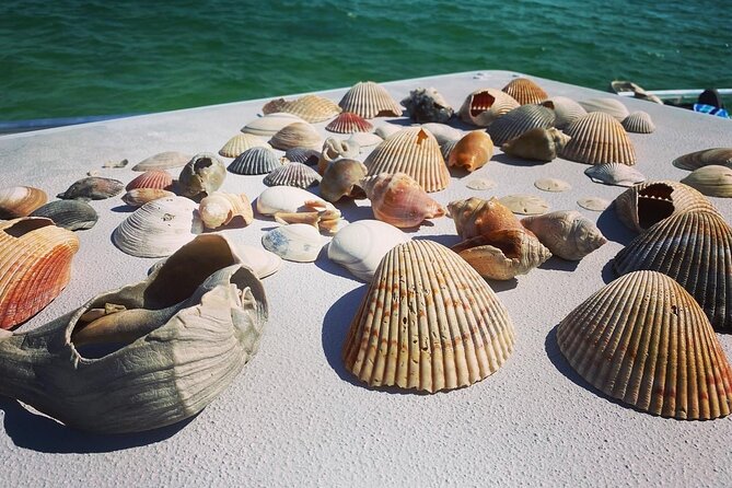Shell Island Snorkel and Dolphin Catamaran Cruise With Island Time - Cancellation Policy