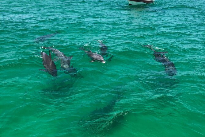 Shell Island Snorkel and Dolphin Catamaran Cruise With Island Time - Reviews
