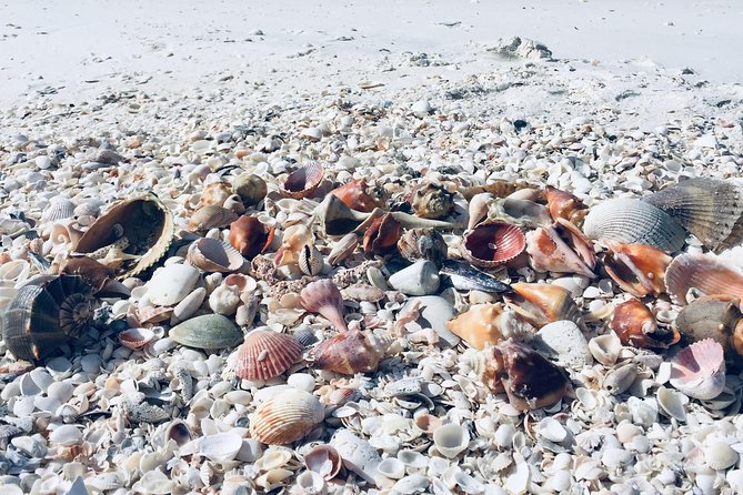 Shelling Tours - Fort Myers Beach / Naples - Inclusions and Meeting Points