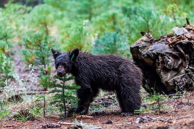 Shenandoah National Park Self-Driving Audio Tour - Cancellation Policy