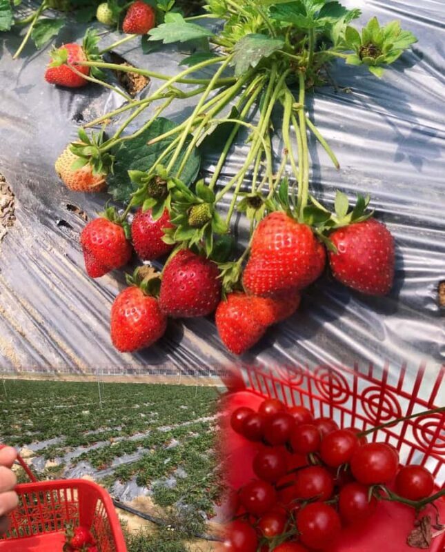 Shenzhen East: Dapeng Fortress, Temple, and Beach Day Tour - The Sum Up