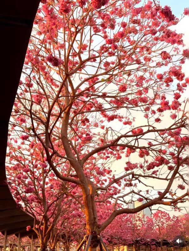 Shenzhen: Qianhai Bay to Happy Harbor Nature Walking Tour - Who Should Consider This Tour?