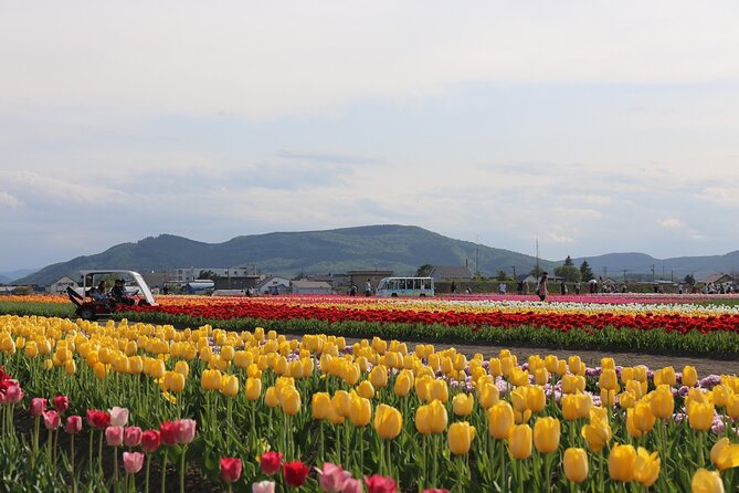 [Shibazakura / Tulip] Going by Private Car, Shibazakura Takinoue Park and Kamiyubetsu Tulip Park (Fr - Park Highlights