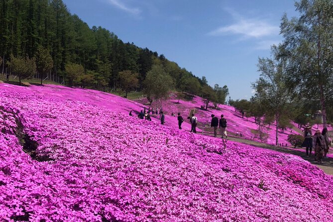 [Shibazakura / Tulip] Going by Private Car, Shibazakura Takinoue Park and Kamiyubetsu Tulip Park (Fr - Admission Fees and Tickets