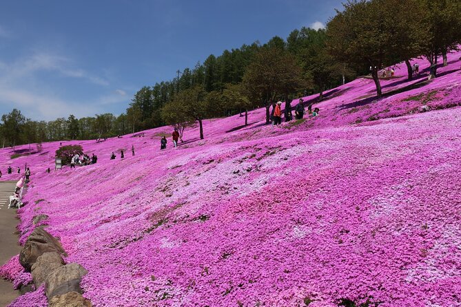 [Shibazakura / Tulip] Going by Private Car, Shibazakura Takinoue Park and Kamiyubetsu Tulip Park (Fr - Recommended Itinerary