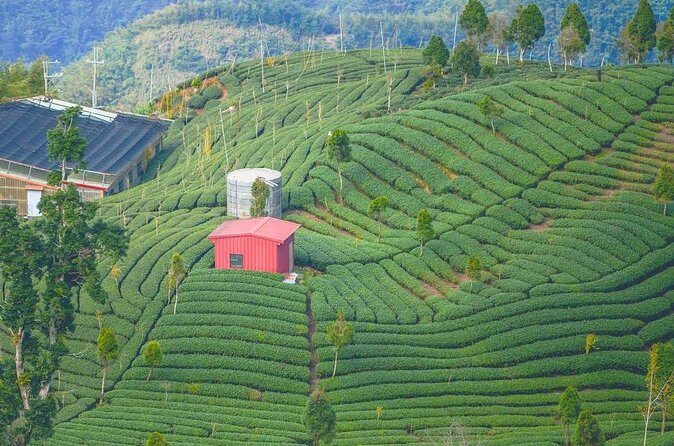 Shiding Tea Township Half-Day Tour from Taipei - Who This Tour Is Perfect For
