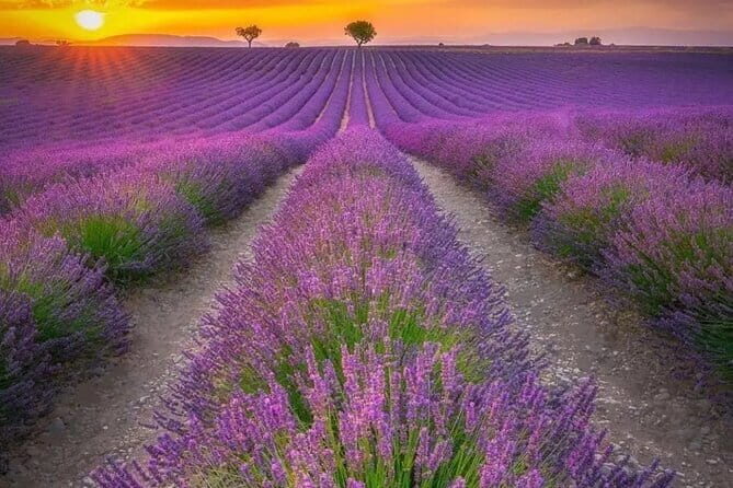 Shikisai-no-Oka and Furano Tour with buffet lunch from Sapporo - Exploring the Itinerary in Detail