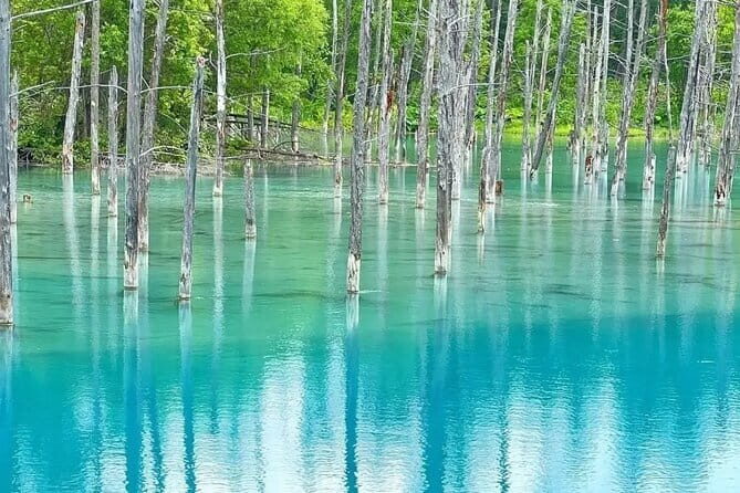 Shikisai-no-Oka and Furano Tour with buffet lunch from Sapporo - FAQs