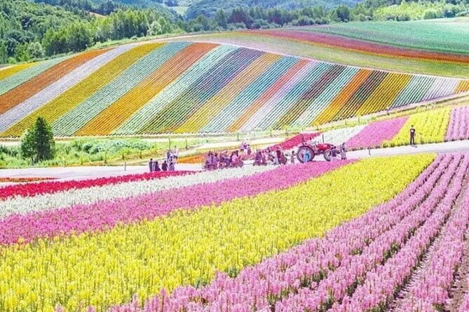 Shikisai-no-Oka and Furano Tour with buffet lunch from Sapporo - Good To Know