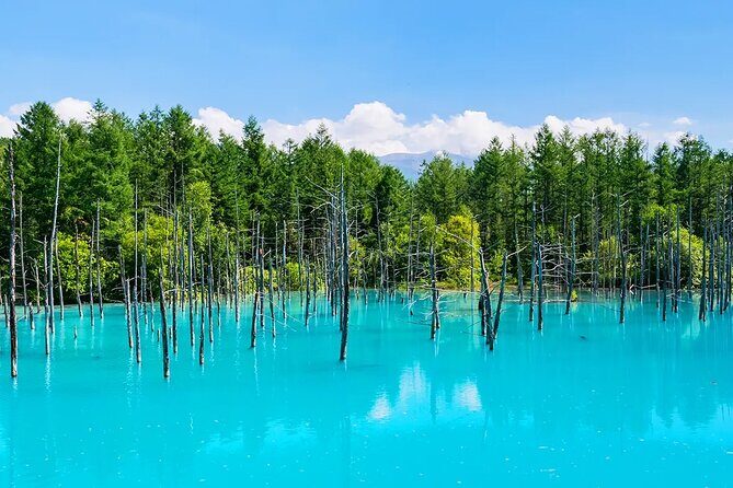 Shikisai-no-Oka Fairy Terrace Tour, optional lunch from Sapporo - Exploring the Route: Detailed Itinerary Breakdown