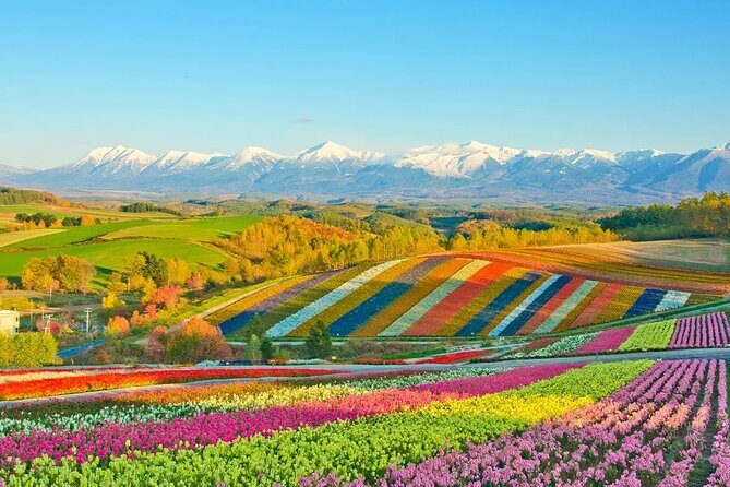 Shikisai-no-Oka Fairy Terrace Tour, optional lunch from Sapporo - What’s Included and What to Consider