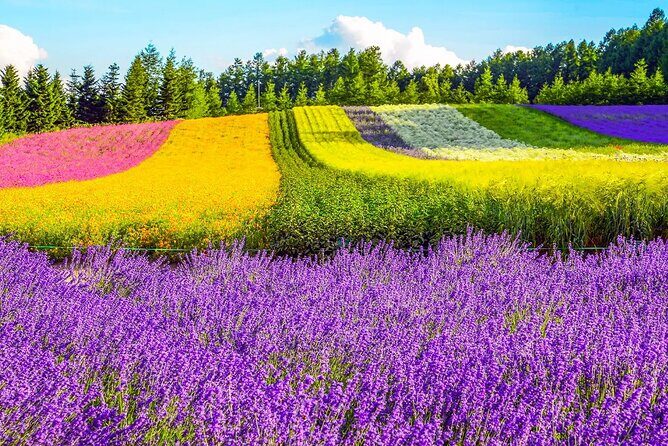 Shikisai-no-Oka Fairy Terrace Tour, optional lunch from Sapporo - Final Thoughts: Who Will Love This Tour?