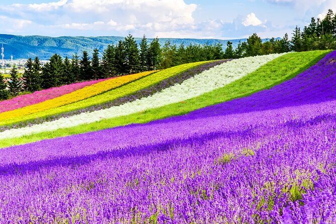 Shikisai-no-Oka Fairy Terrace Tour, optional lunch from Sapporo - Frequently Asked Questions