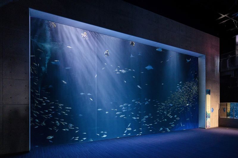 Shikoku Aquarium Ticket - Timing your visit around dolphins and feeding
