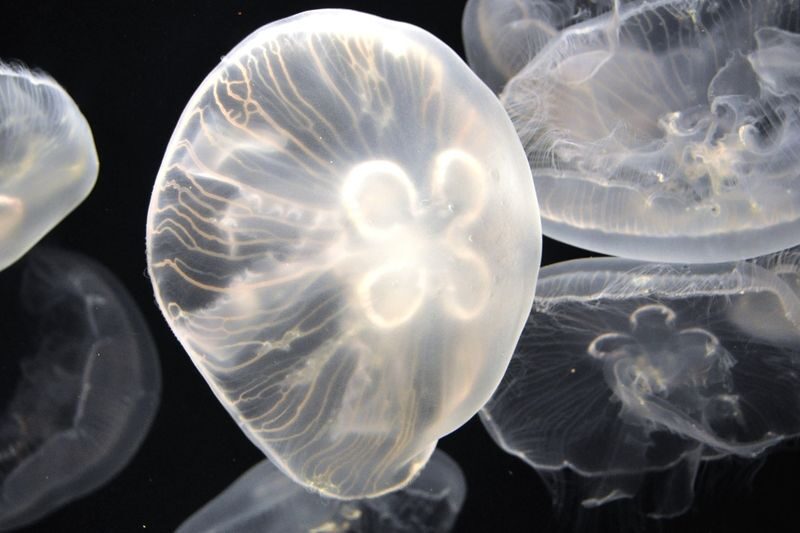 Shimane AQUAS Aquarium Ticket in Hamada - The details that matter
