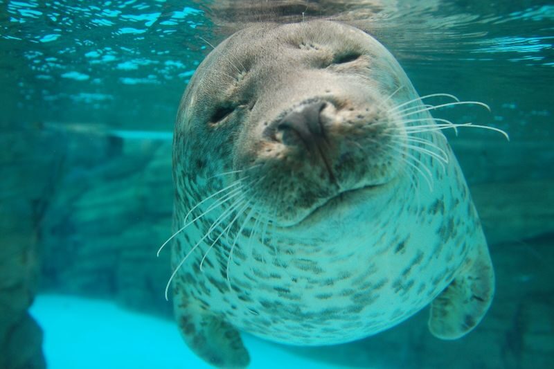 Shimane AQUAS Aquarium Ticket in Hamada - A coastal aquarium, not just a rainy-day stop