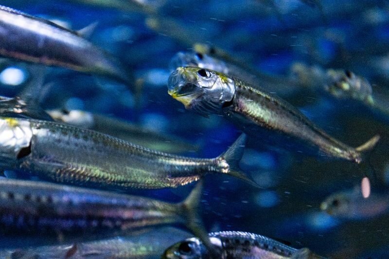 Shimane AQUAS Aquarium Ticket in Hamada - The ocean view is part of the visit