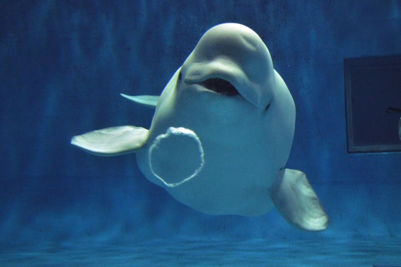 Shimane AQUAS Aquarium Ticket in Hamada - How much time and money to allow