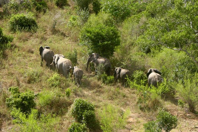 Shimba Hills Excursion - Availability and Booking Process
