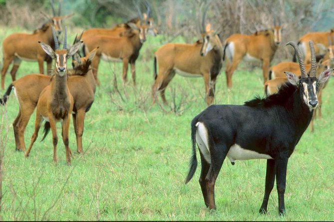 Shimba Hills National Reserve Day Tour From Mombasa/Diani Beach & Surroundings - Good To Know