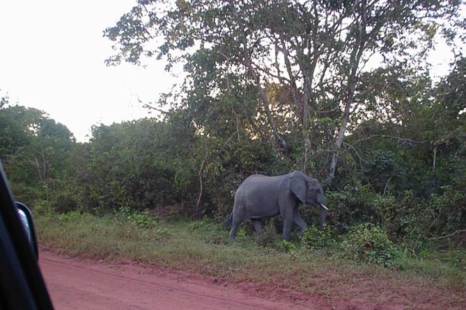 Shimba Hills National Reserve Day Tour From Mombasa/Diani Beach & Surroundings - Itinerary Overview