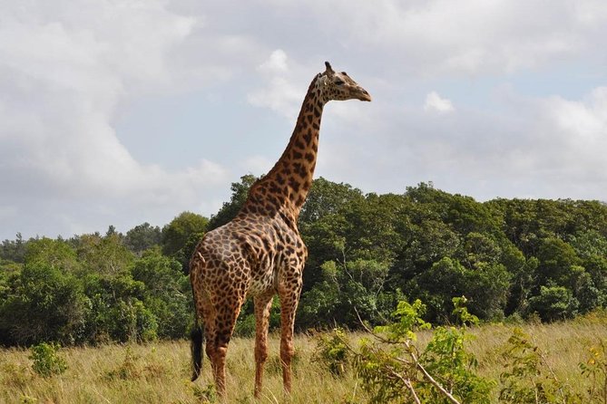 Shimba Hills National Reserve Day Tour From Mombasa/Diani Beach & Surroundings - Accessibility and Group Size